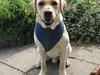 Labrador retriever Max