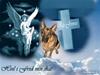 Schæferhund Jennie <3 † DØD † R.I.P [ Himmelhund]