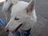 Siberian husky Nala  [ Himmelhund]