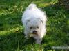 Bichon à poil frisé Bonnie <3 † DØD † R.I.P [ Himmelhund]