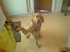 Golden retriever Dino [Tidl. hund]