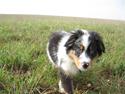 Australian shepherd Shadow