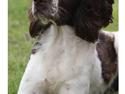 Engelsk springer spaniel Athene F.T.