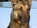 Malinois Ruby River´s Attila