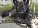 Blanding af racer Keesha /Sølvrøv 2004-2017 RIP