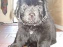 Newfoundlænder Luna