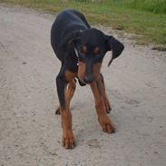 Dobermann Ana-bol