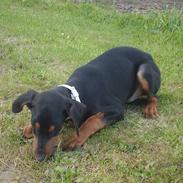 Dobermann Ana-bol