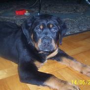 Rottweiler kato= Moars basse