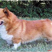 Welsh corgi pembroke lakrids