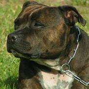 Staffordshire bull terrier Bonnie