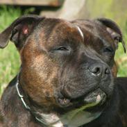 Staffordshire bull terrier Bonnie