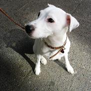 Parson russell terrier Bianca