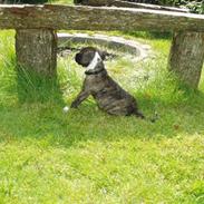 Amerikansk bulldog Bella