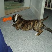 Amerikansk bulldog Bella