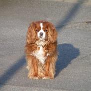 Cavalier king charles spaniel Bella