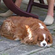 Cavalier king charles spaniel Bella