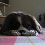 Cavalier king charles spaniel Bella
