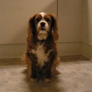 Cavalier king charles spaniel Bella