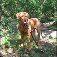 Dogue de bordeaux Marvin Cao D'Assalto