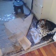 Australian silky terrier GIZMO (bor hos min mor)