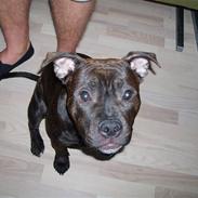 Staffordshire bull terrier Vegas