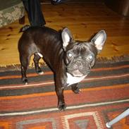 Boston terrier viggo