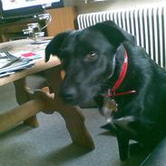 Blanding af racer Jay