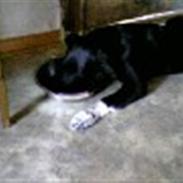 Blanding af racer Jay