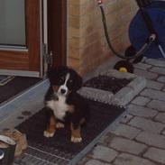 Berner sennenhund Nala