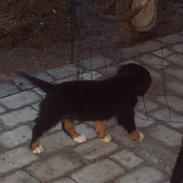 Berner sennenhund Nala