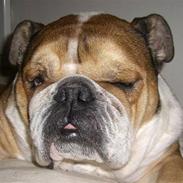 Engelsk bulldog Garno