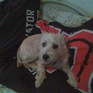 Blanding af racer luca