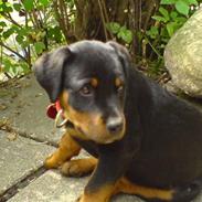 Rottweiler Zenta