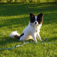 Papillon Kenzo (Solgt)