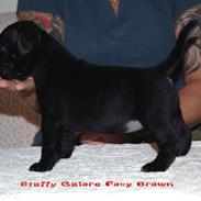Staffordshire bull terrier Foxy Brown
