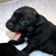 Staffordshire bull terrier Foxy Brown