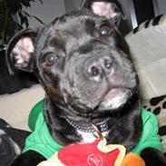 Staffordshire bull terrier Foxy Brown