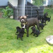 Staffordshire bull terrier Spike