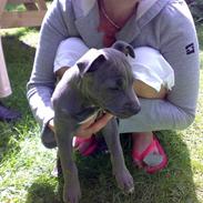 Amerikansk staffordshire terrier Unigue