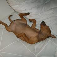 Dvaergpinscher Jeza