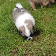 Tibetansk spaniel Asya