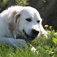 Golden retriever Bamse