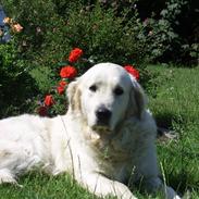 Golden retriever Mandy