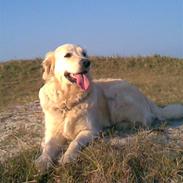 Golden retriever Mandy