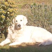 Golden retriever Mandy