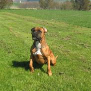 Boxer Tana <3 R.I.P <3