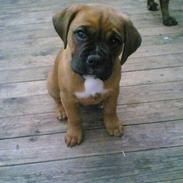 Boxer Tana <3 R.I.P <3