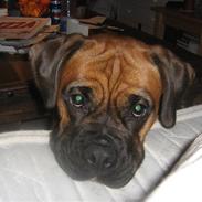 Boxer Tana <3 R.I.P <3
