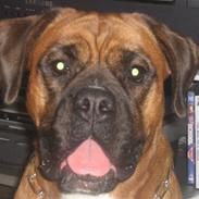 Boxer Tana <3 R.I.P <3